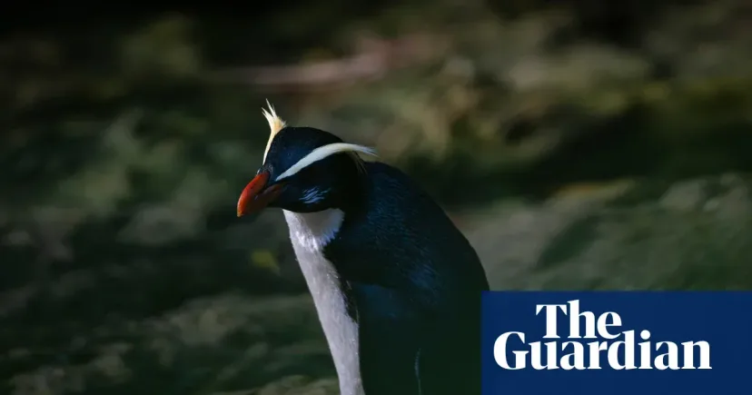 Tawaki, New Zealand's 'Forest' Penguin That Baffles Scientists: Population Triples, but Threats Remain