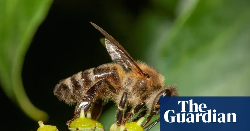 Honeybees Are Garden 'Bullies': Driving Out Wild Bees for Nectar