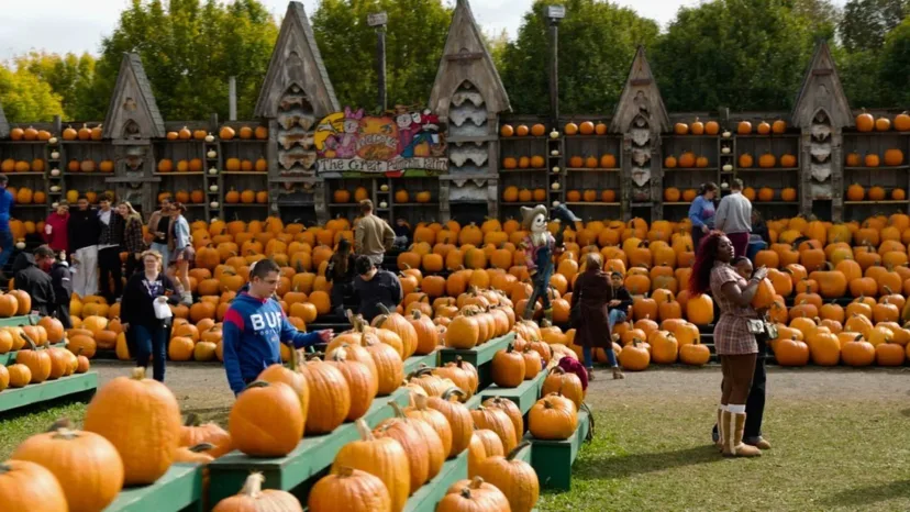 New York Pumpkin Farmer Rakes In Rp31 Billion in Seven Weeks, Proof Seasonal Business Still Pays
