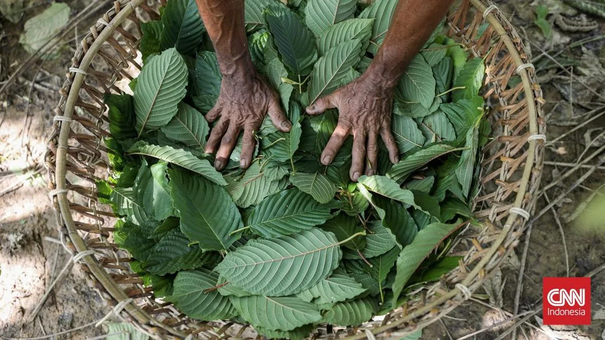 Kratom and Frankincense Downstreaming: Prabowo's New Bet After Nickel, Targeting the US Market