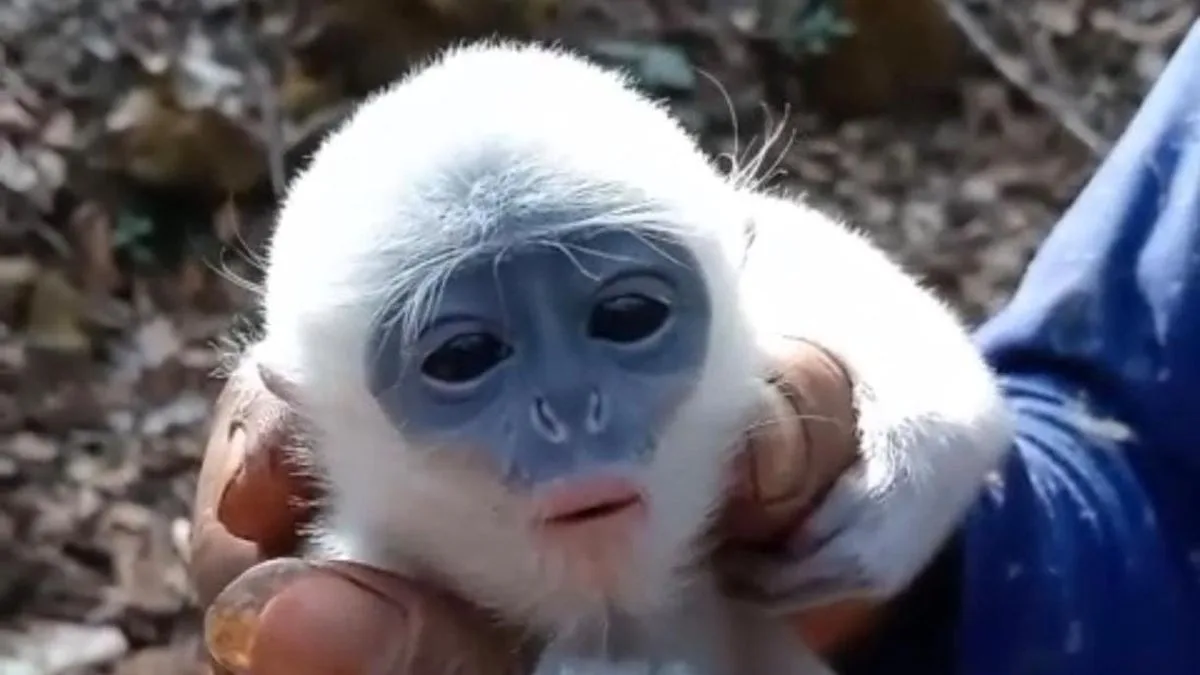 Petani Penjaga Api di Ciremai Selamatkan Bayi Surili dari Karhutla, Pertemukan Kembali dengan Induknya
