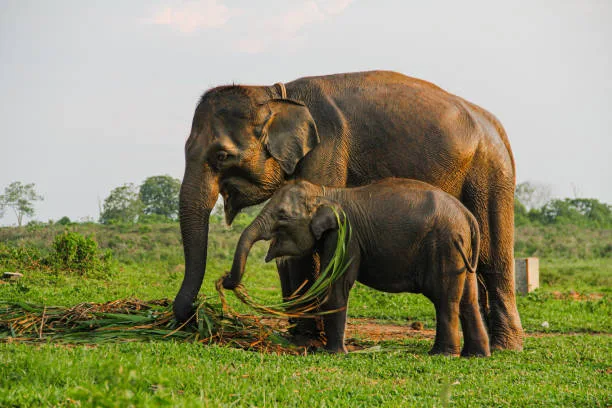 Restorasi Konektivitas Habitat: Indonesia Revitalisasi Koridor Gajah Sumatra di Riau
