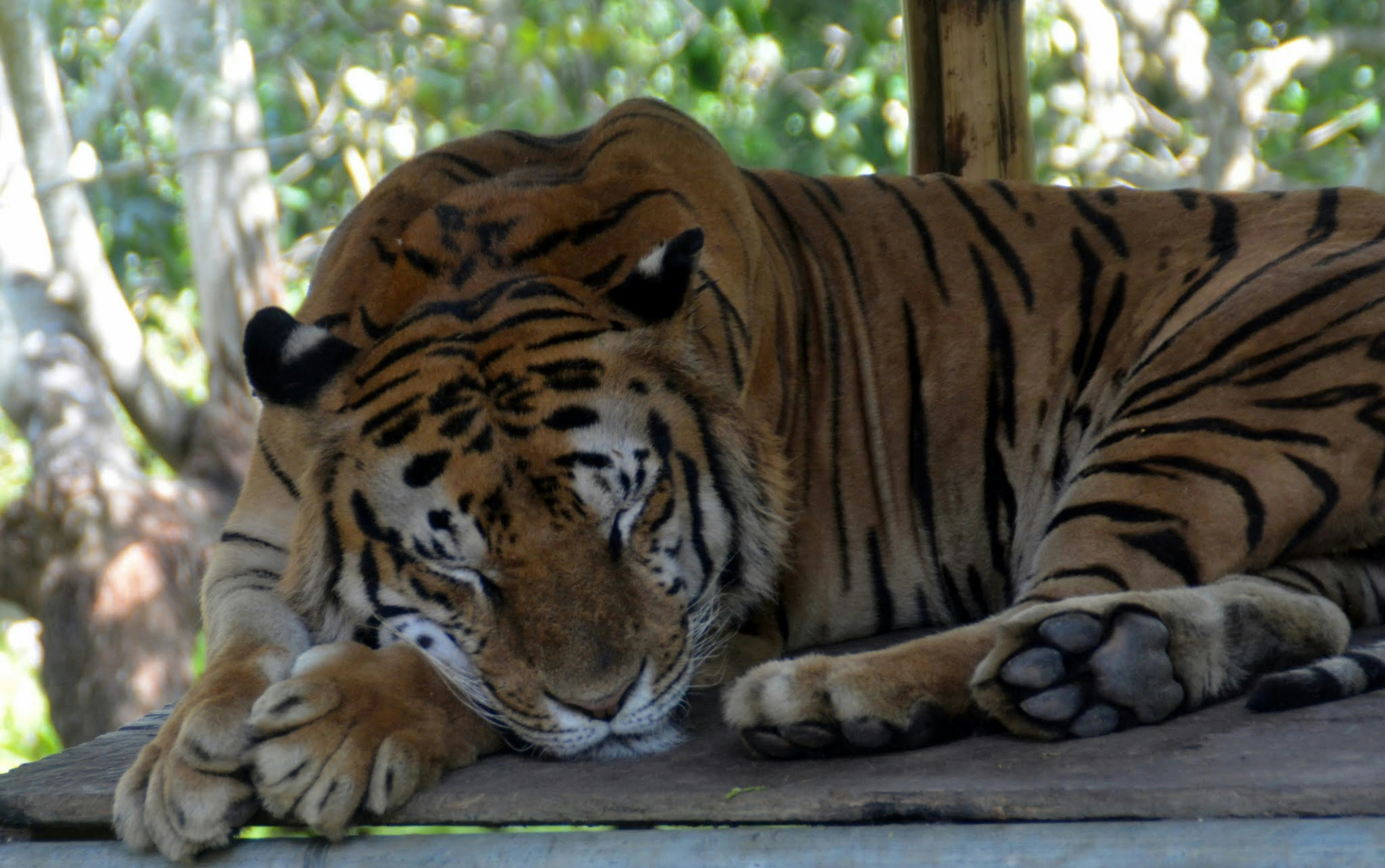 Eskalasi Kunjungan Bali Zoo: Lonjakan 120% dan Strategi Atraksi Satwa Endemik