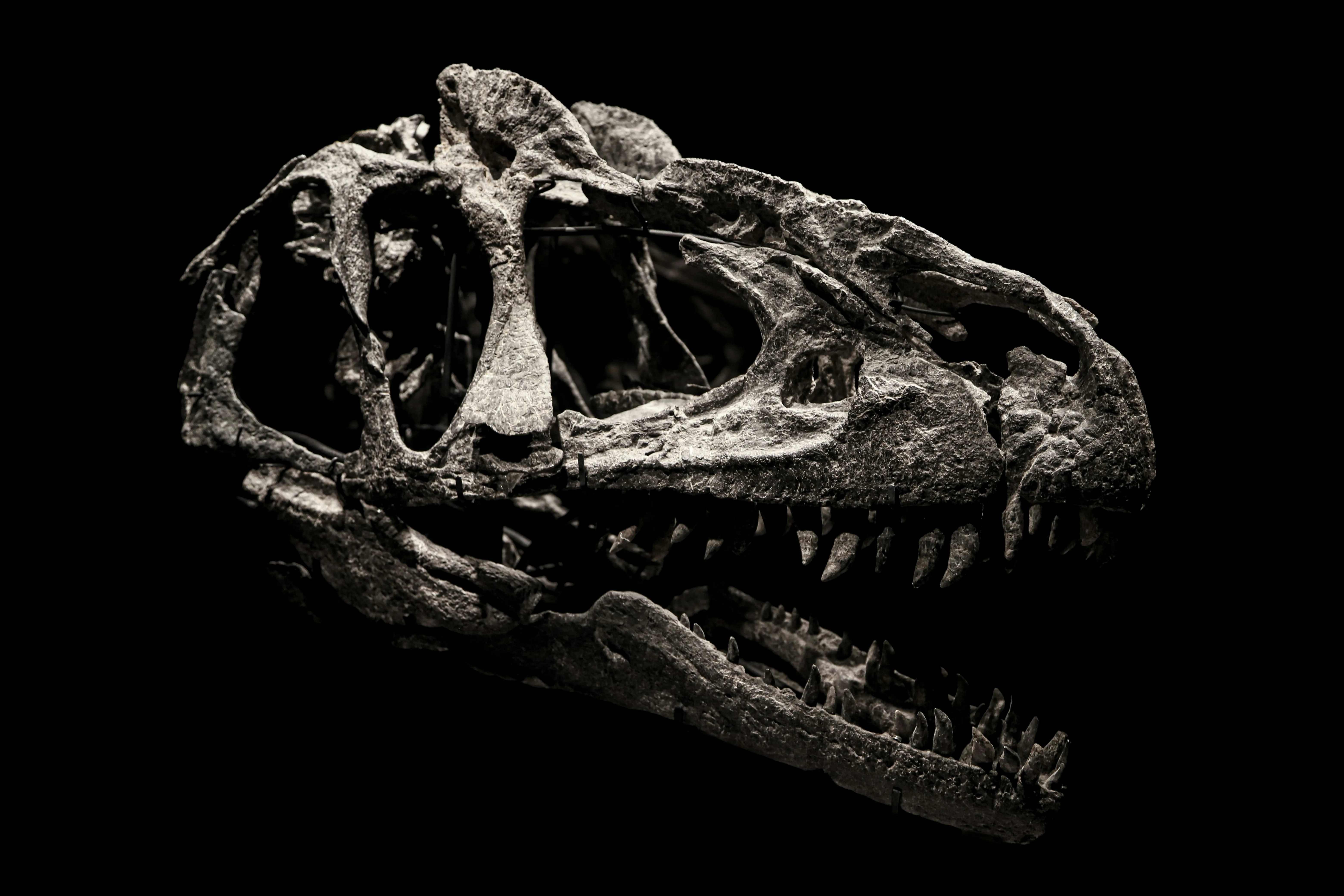 'Titan Terakhir' dari Thailand: Fosil Dinosaurus Raksasa Berusia 120 Juta Tahun Ditemukan, Sepanjang 27 Meter