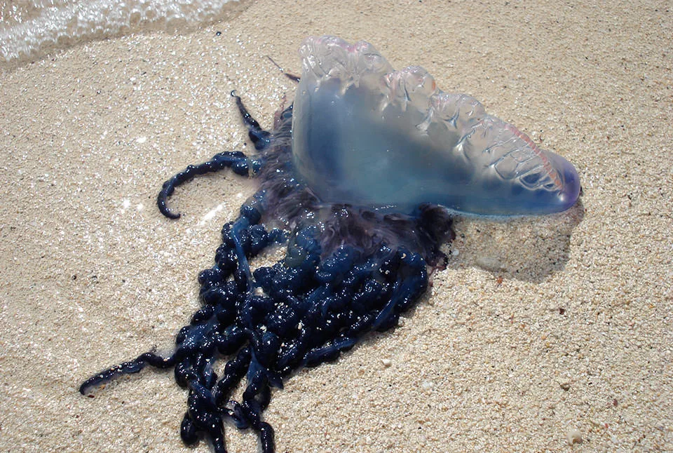 Phuket Siaga Tinggi: Ubur-Ubur Beracun Portuguese Man O' War Muncul di Pantai Wisata