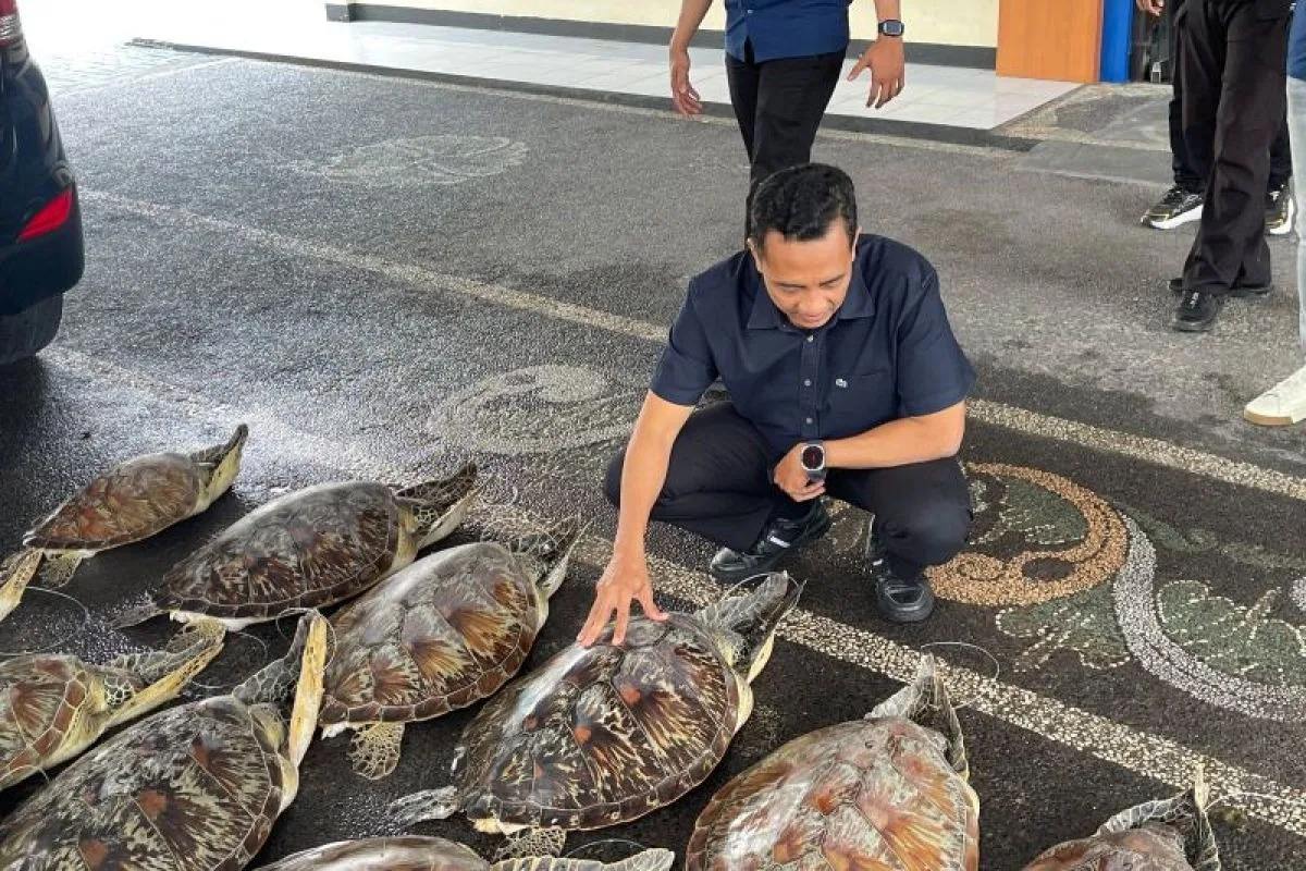 Penyelundupan 21 Penyu Hijau dari Madura Digagalkan, Polisi Buru Jaringan
