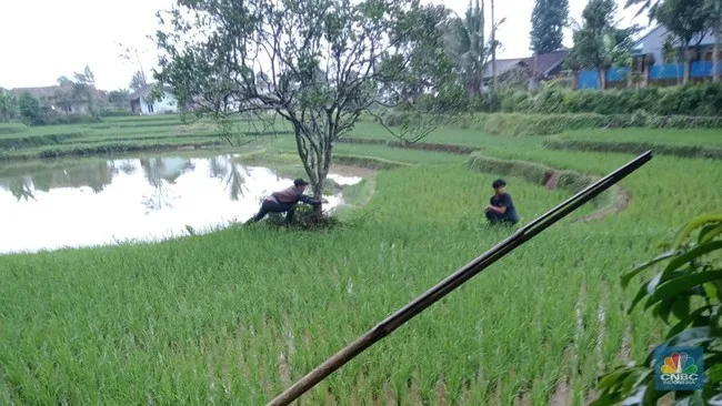 Kemewahan Bupati Cianjur di Era Tanam Paksa: Rakyat Jadi Korban, Elite Menikmati Limpahan Harta