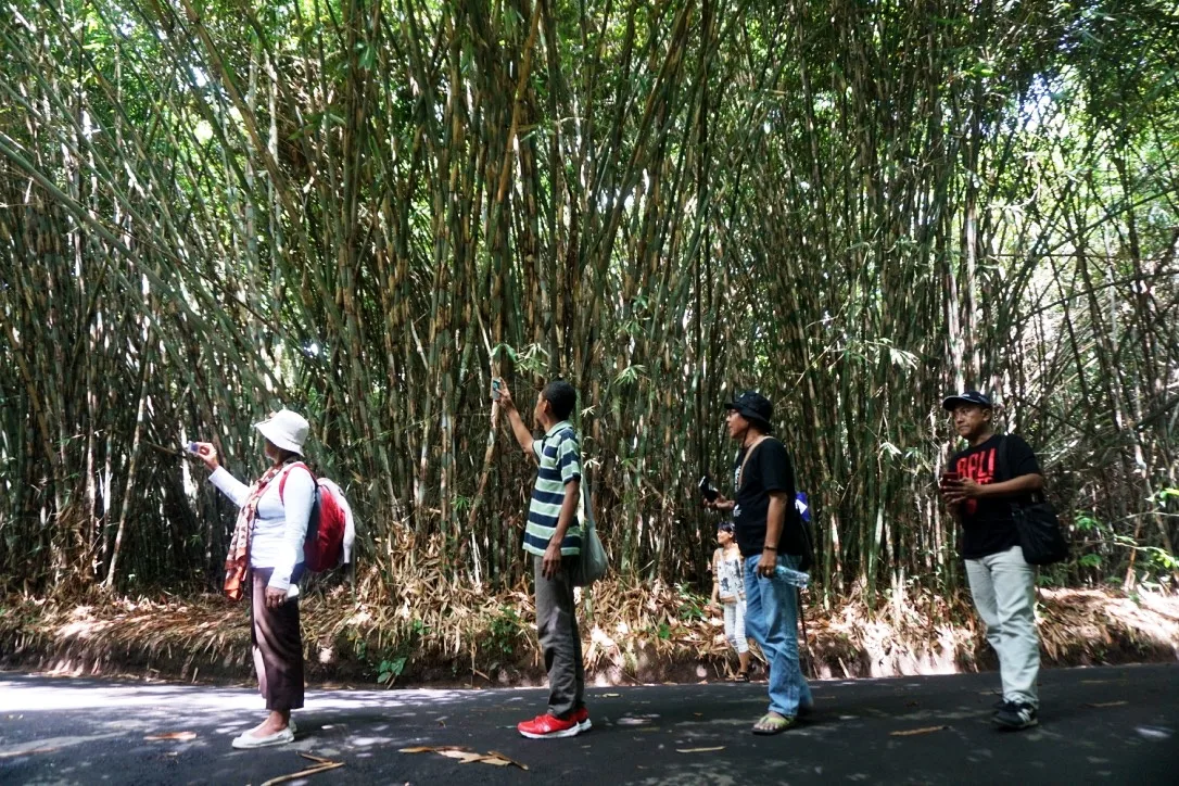 Bambu di Bali: Penjaga Air, Budaya, dan Ekonomi yang Terlupakan