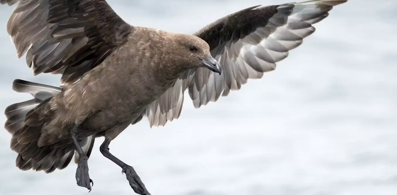 Flu Burung H5N1 Masuk Australia: Ancaman bagi Satwa Liar dan Pelajaran untuk Indonesia