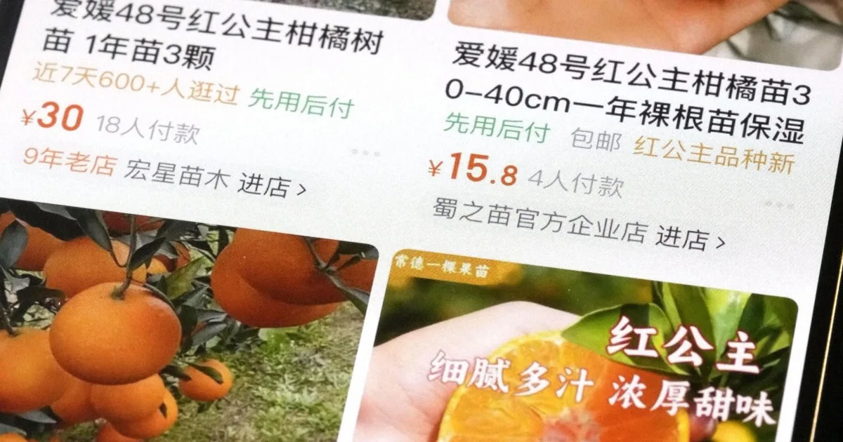 Bibit Jeruk Premium Jepang Bocor ke China, Pemerintah Diminta Bertindak