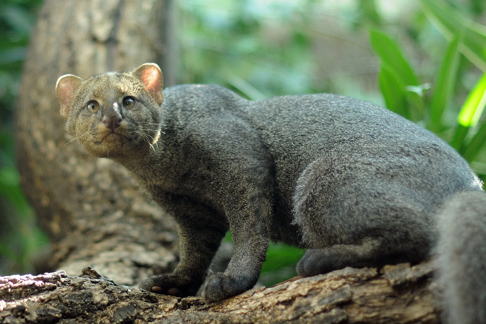 Jaguarundi, Kucing Liar dengan 13 Suara, Punah di Texas: Alarm bagi Keanekaragaman Hayati Global