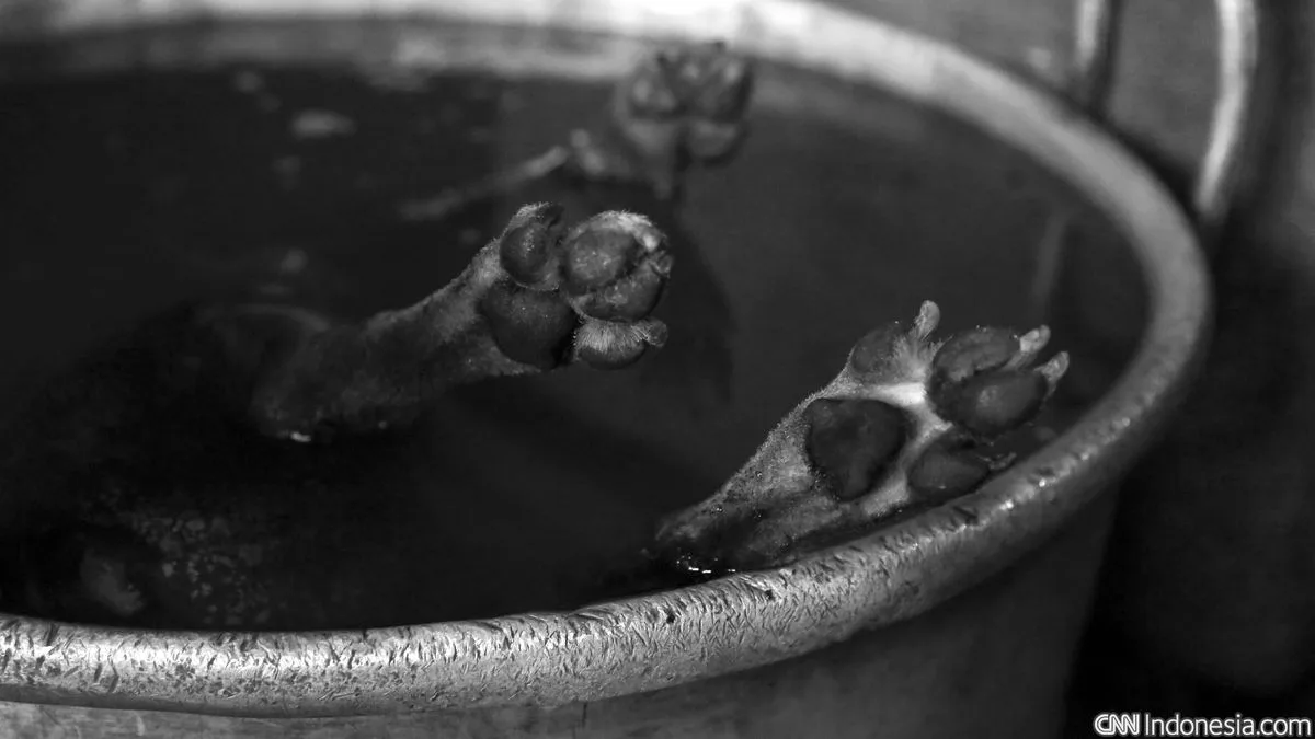 Komisi IX DPR Kembali Dorong Larangan Nasional Perdagangan Daging Anjing dan Kucing