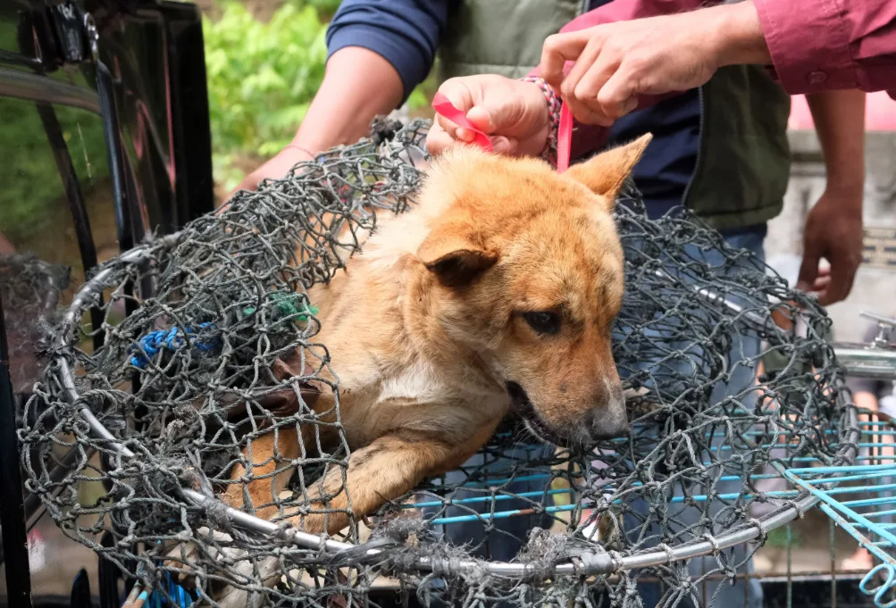 Serangan Anjing Rabies di Jembrana Kembali Sorot Krisis Kesehatan Bali