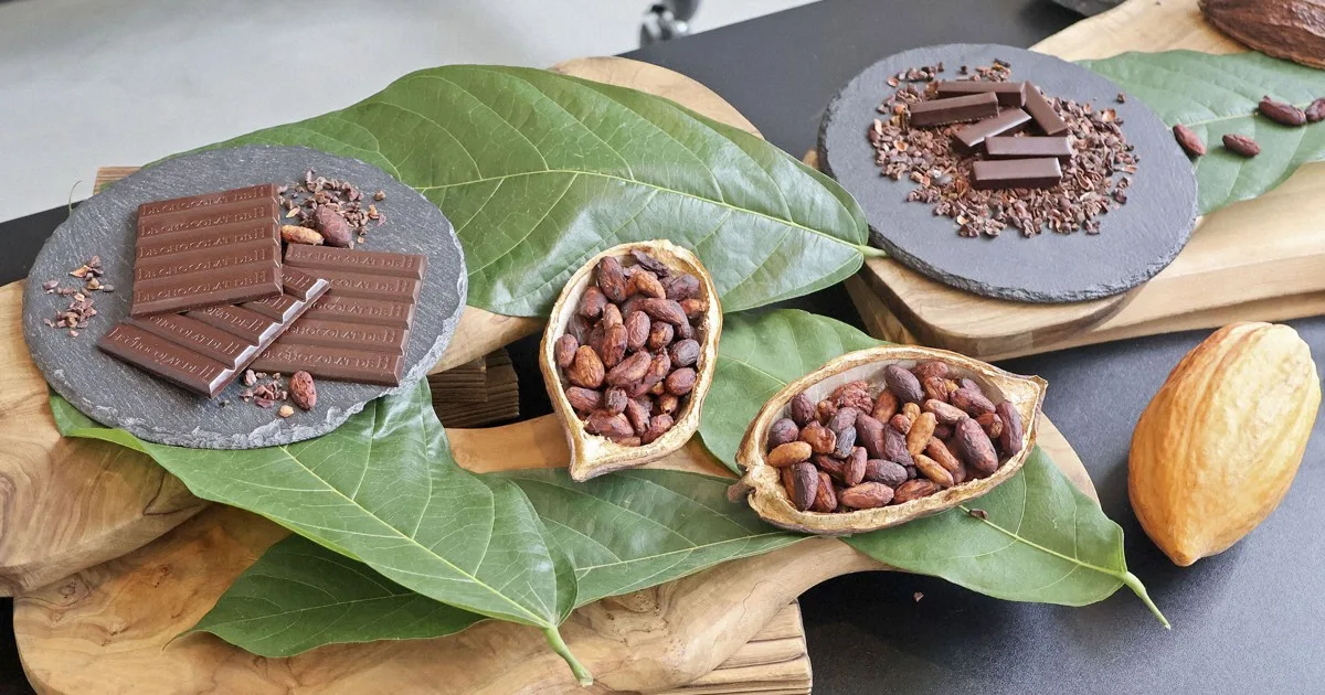 Krisis Kakao Global, Jepang Coba Produksi Cokelat dari Biji Lokal