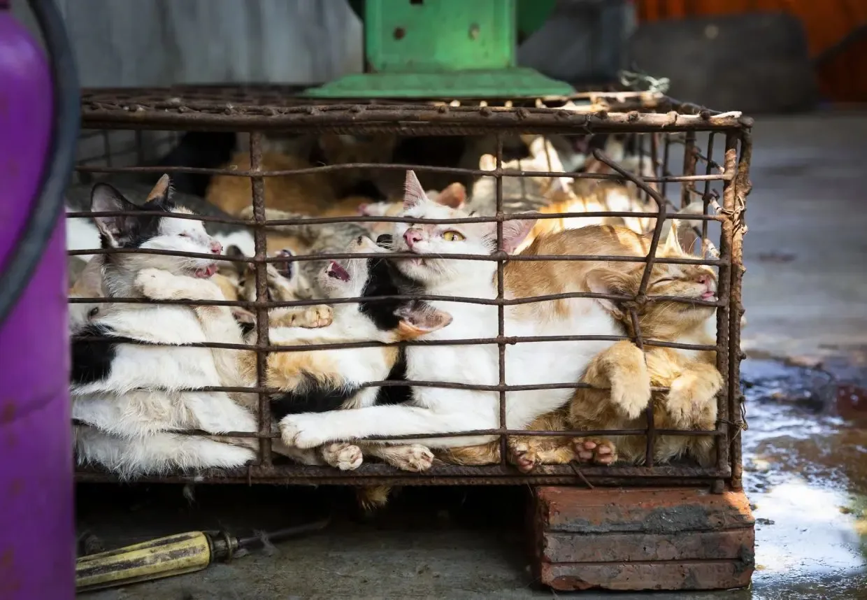 Perdagangan Daging Kucing di Indochina: Antara Mitos, Tradisi, dan Ancaman Kesehatan Publik