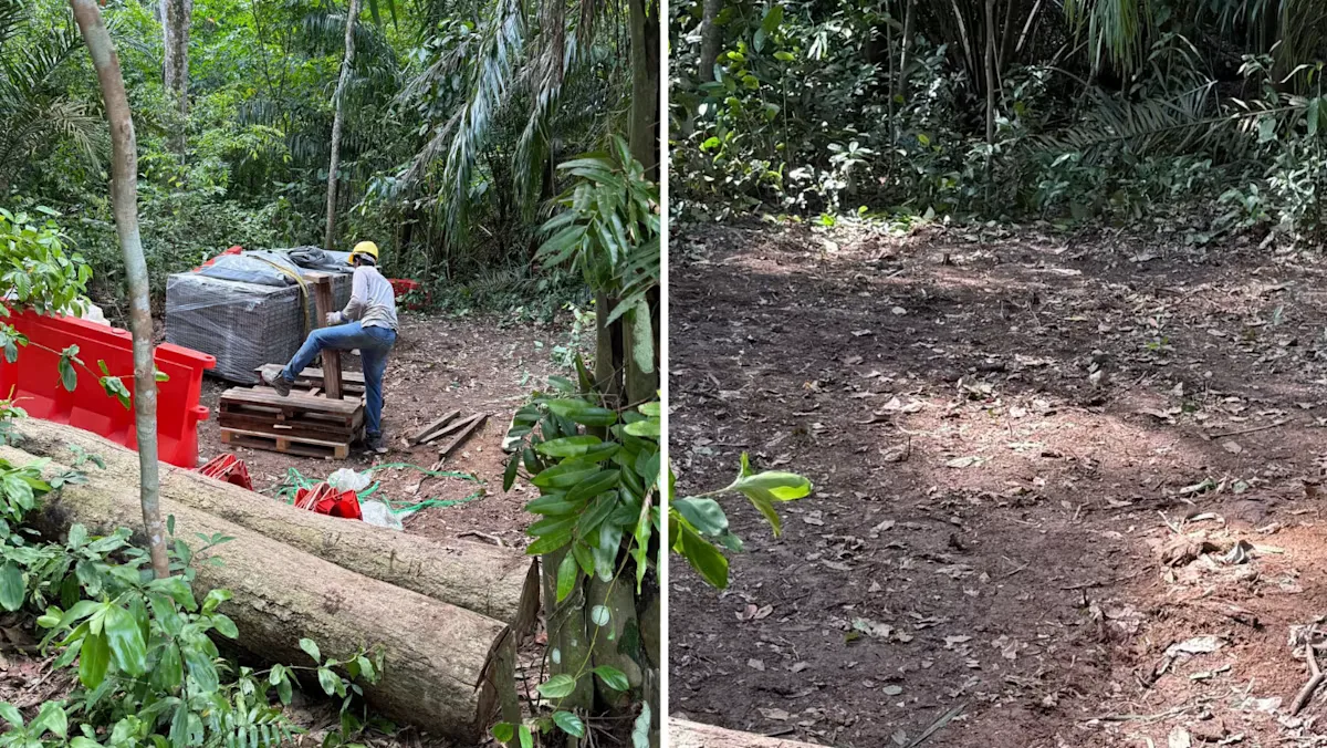 Pembersihan Pohon Ilegal di Lower Peirce: Kontraktor dan Supervisor Dapat Peringatan Bersyarat