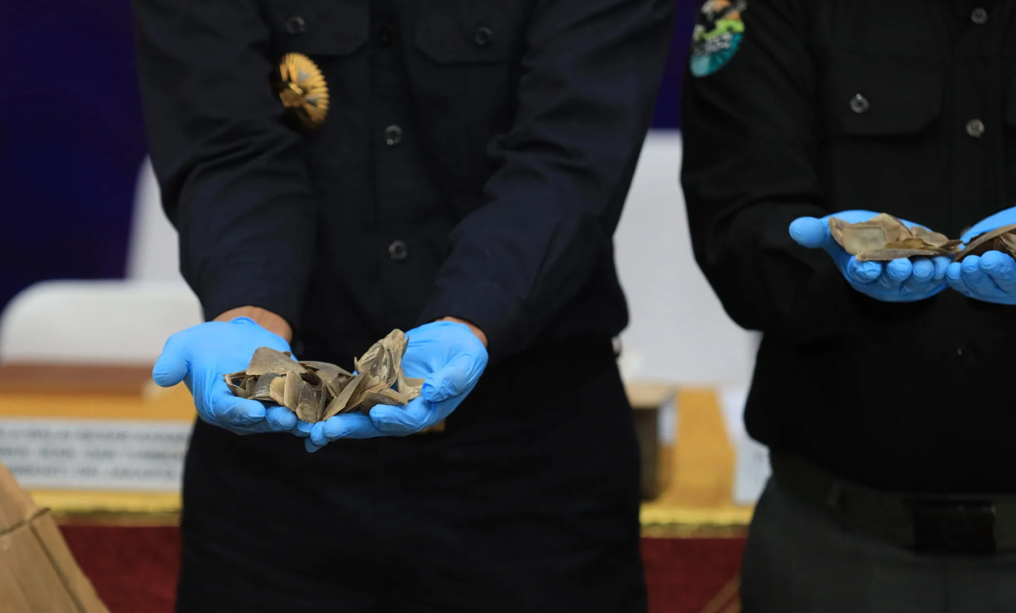 Jaringan Penyelundupan Sisik Trenggiling ke Kamboja Mulai Terbongkar, Satu Tersangka Ditahan