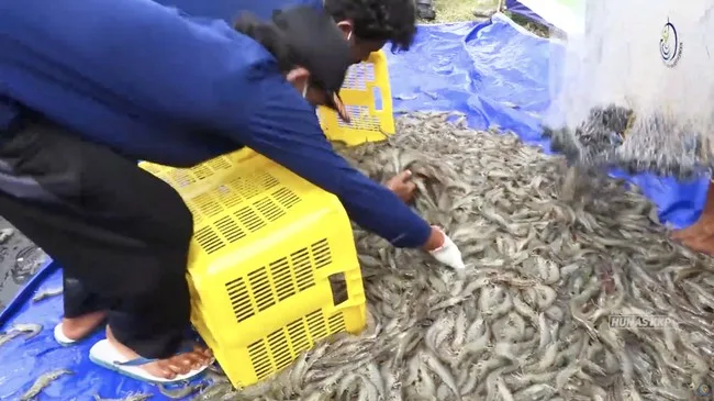 Emiten Udang Kaesang (PMMP) Terjerat Utang Triliunan, Hanya Satu Pabrik Beroperasi