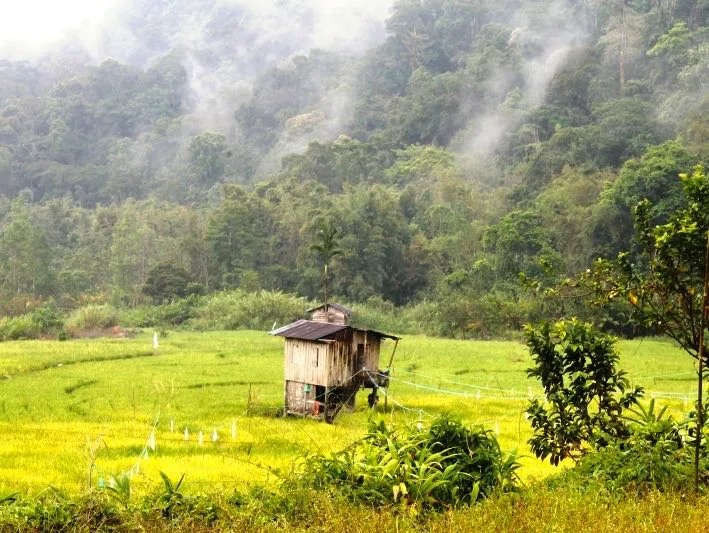 Bisnis Karbon Indonesia: Antara Solusi Iklim dan Tuduhan Greenwashing