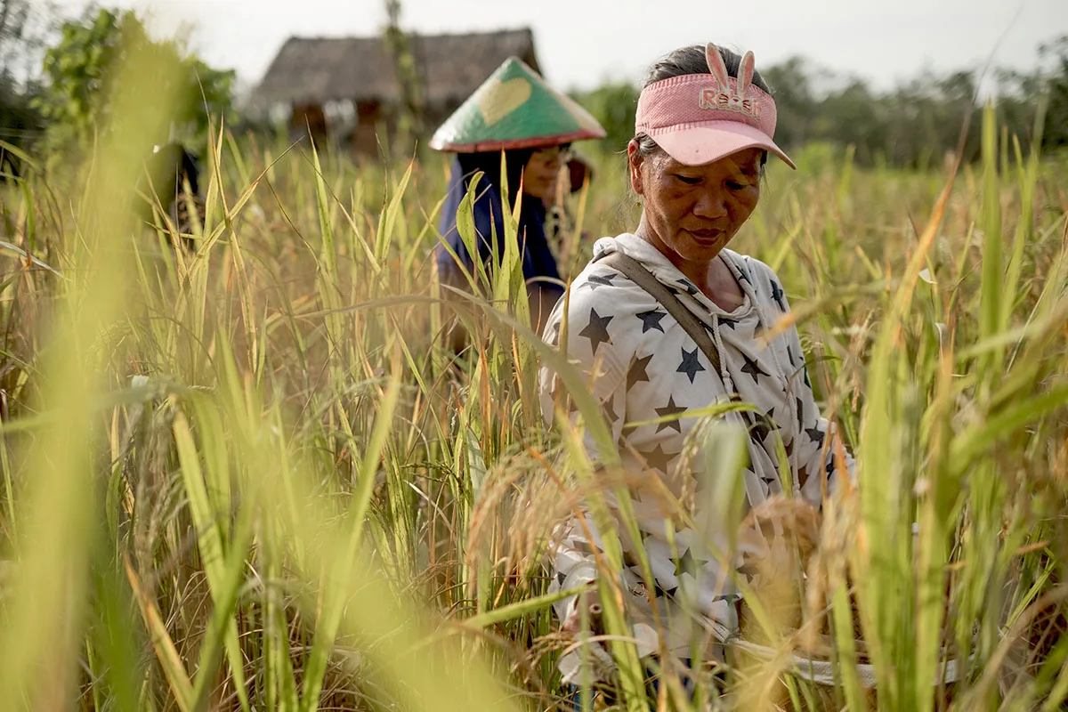 Tradisi Ume Terancam Punah: Larangan Bakar Lahan dan Hilangnya Puluhan Varietas Padi Lokal