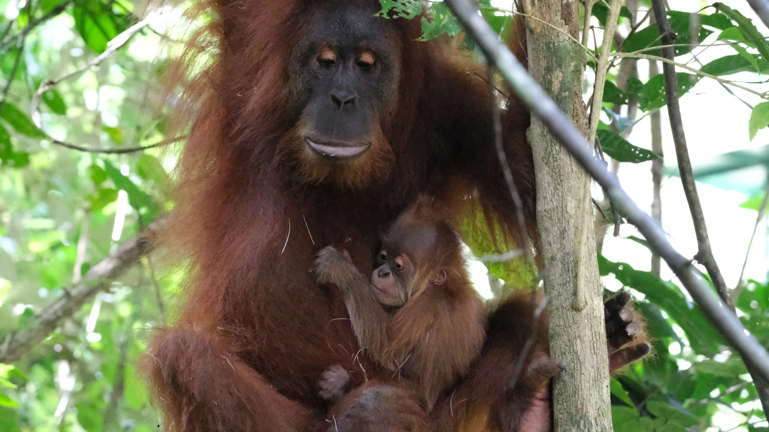 Bulan, Orangutan Korban Perdagangan, Lahirkan Bayi di Alam Liar: Bukti Reintroduksi Berhasil