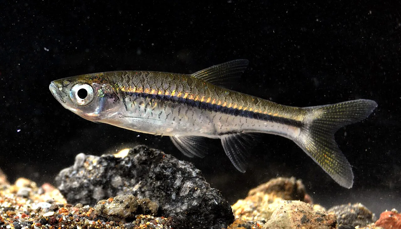 Restoking Ikan Endemik Terancam: Antara Harapan dan Kesenjangan Regulasi