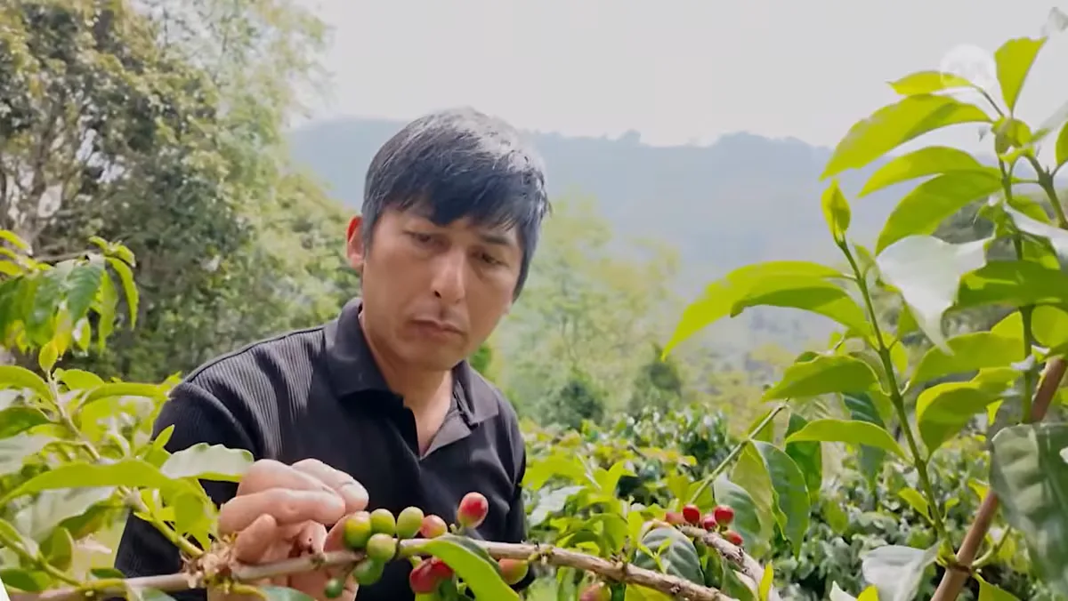Kopi Alishan: Bukti Taiwan Tak Hanya Jago Bikin Chip
