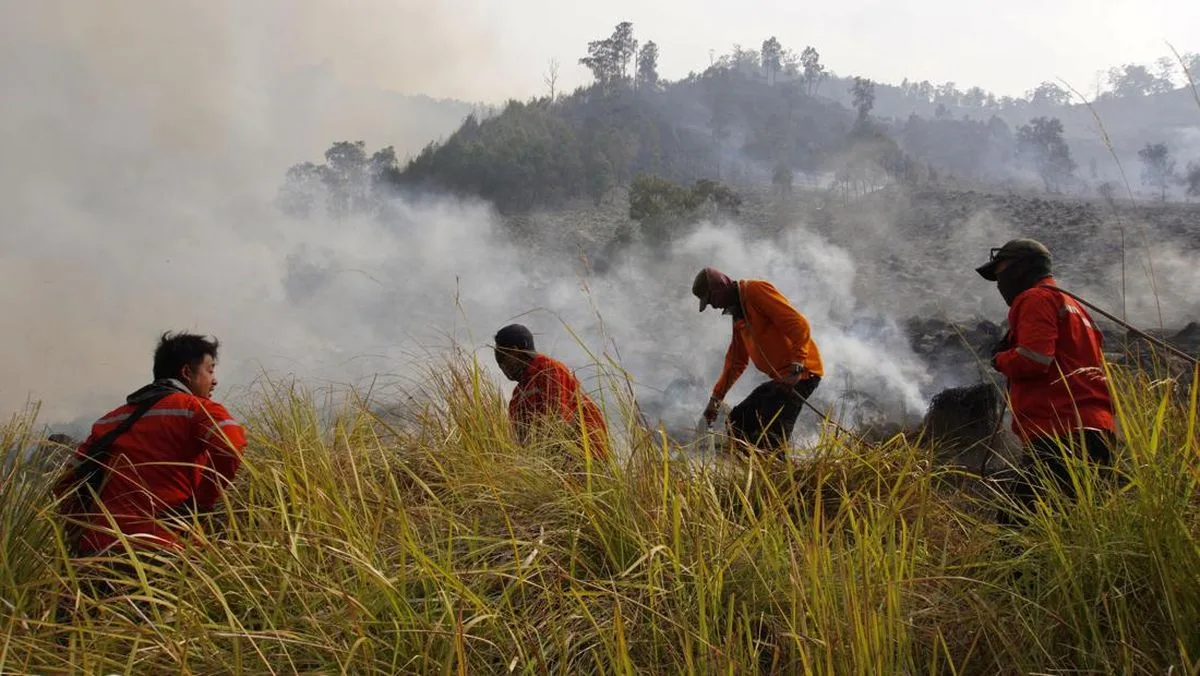Kebakaran Savana Tambora: 1.956 Hektare Ludes, Habitat Satwa Terancam
