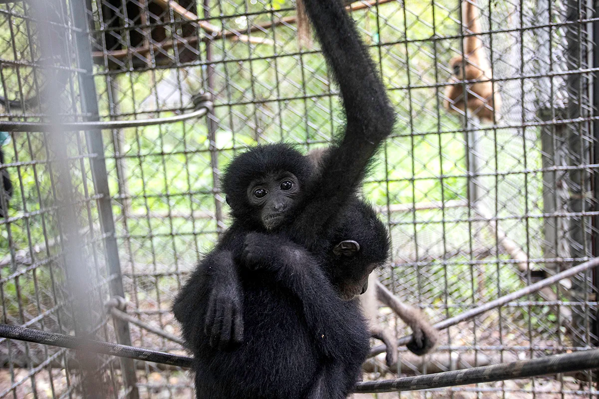 Jalur Sunyi Pesisir Aceh: Gerbang Penyelundupan Siamang ke Pasar Gelap Asia