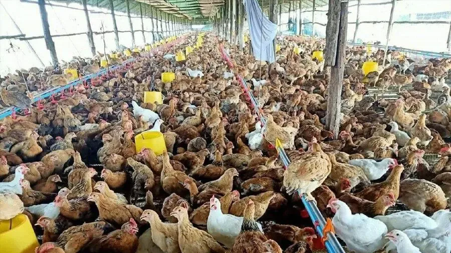 Kasus Flu Burung H5N1 pada Manusia di Kamboja Bertambah: Bayi 9 Bulan Positif