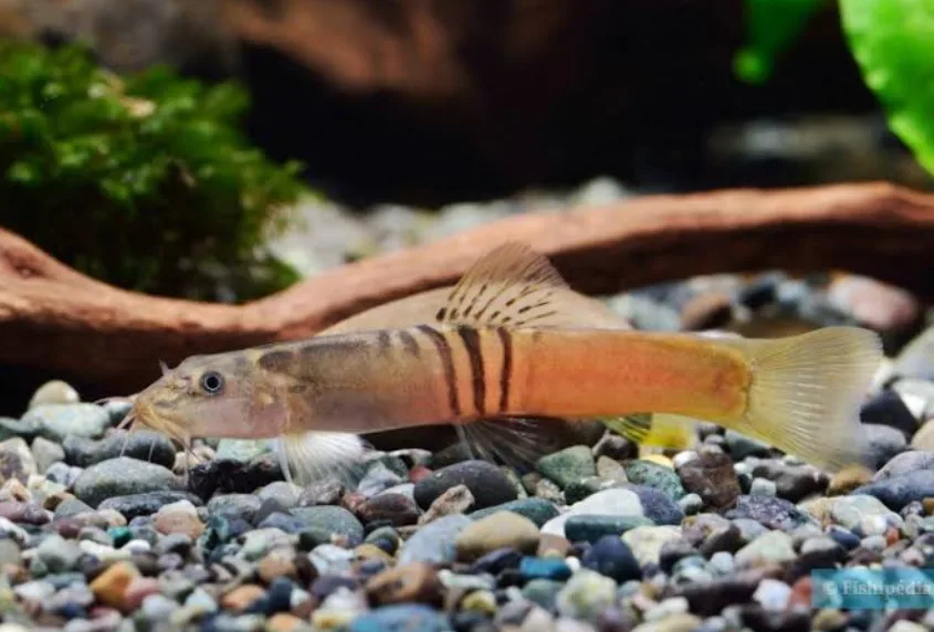Ilmuwan Laos Temukan Lima Spesies Ikan Baru di Cekungan Mekong