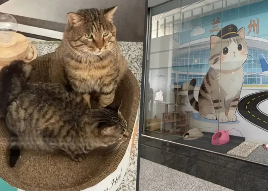 Bandara di China Viral Usai Adopsi Kucing Liar Jadi ‘Petugas Pengendali Tikus’