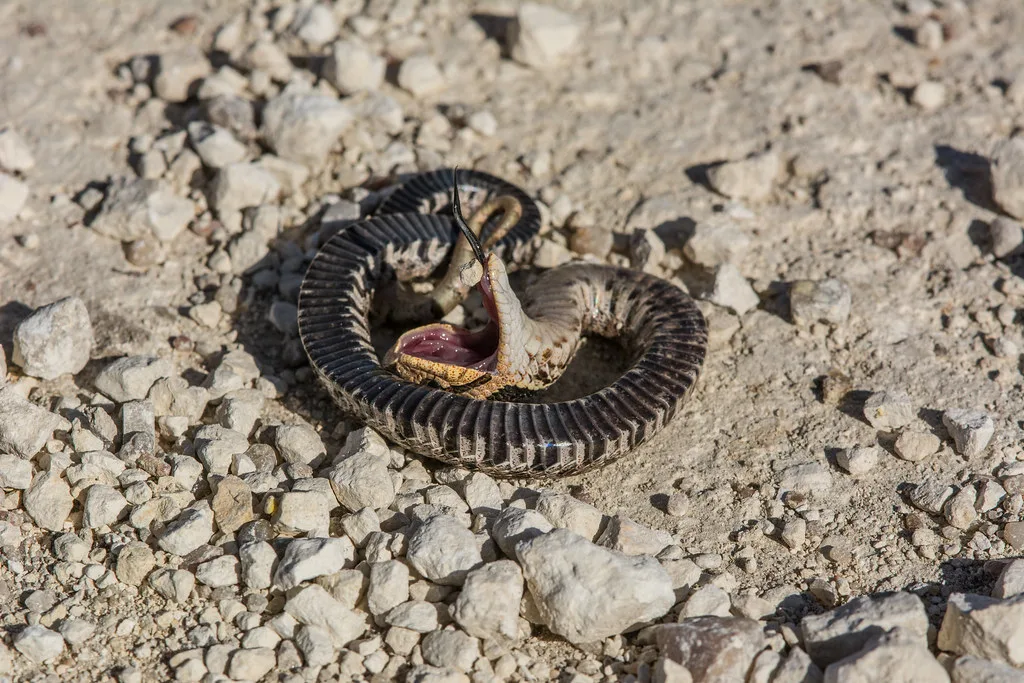 Ular Hognose Timur: Aktor Panggung Alam yang Berpura-pura Mati Demi Bertahan Hidup