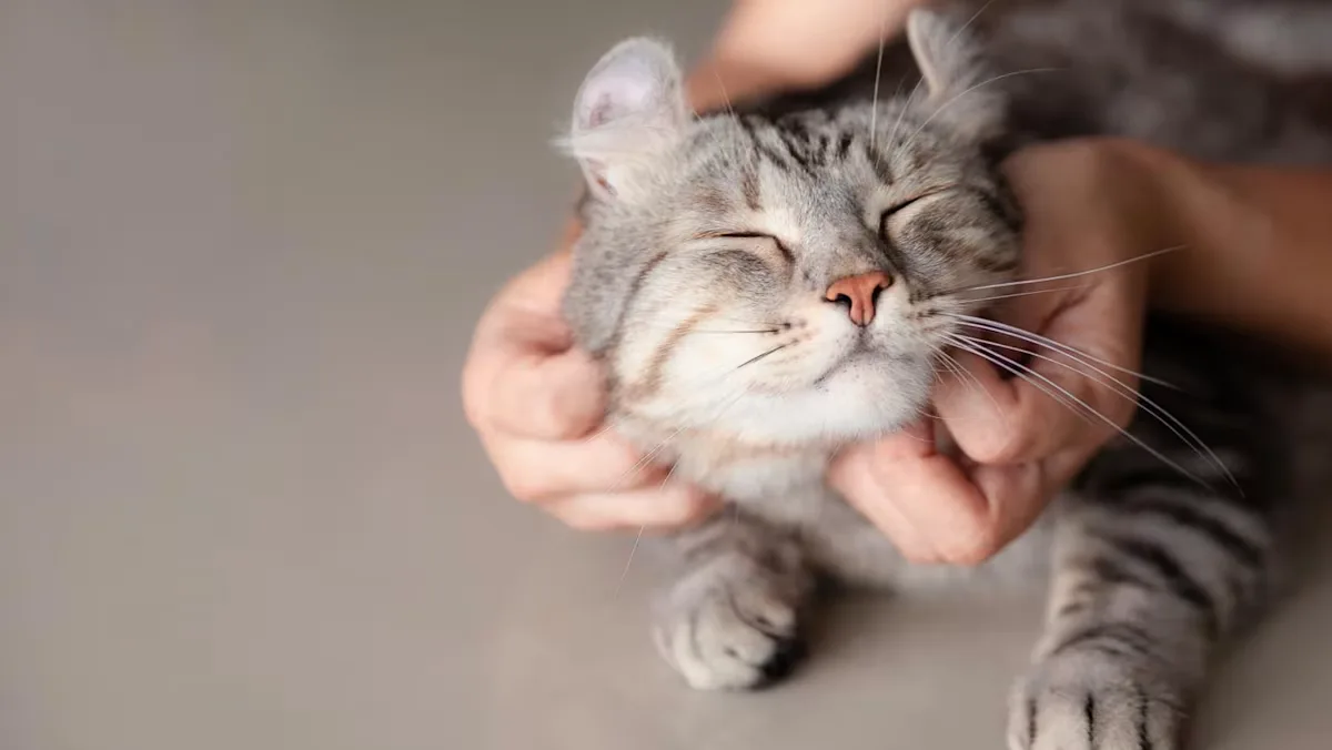 Singapura Uji Coba Batas Baru Pemeliharaan Kucing: Hingga 10 Ekor di Rumah Pribadi