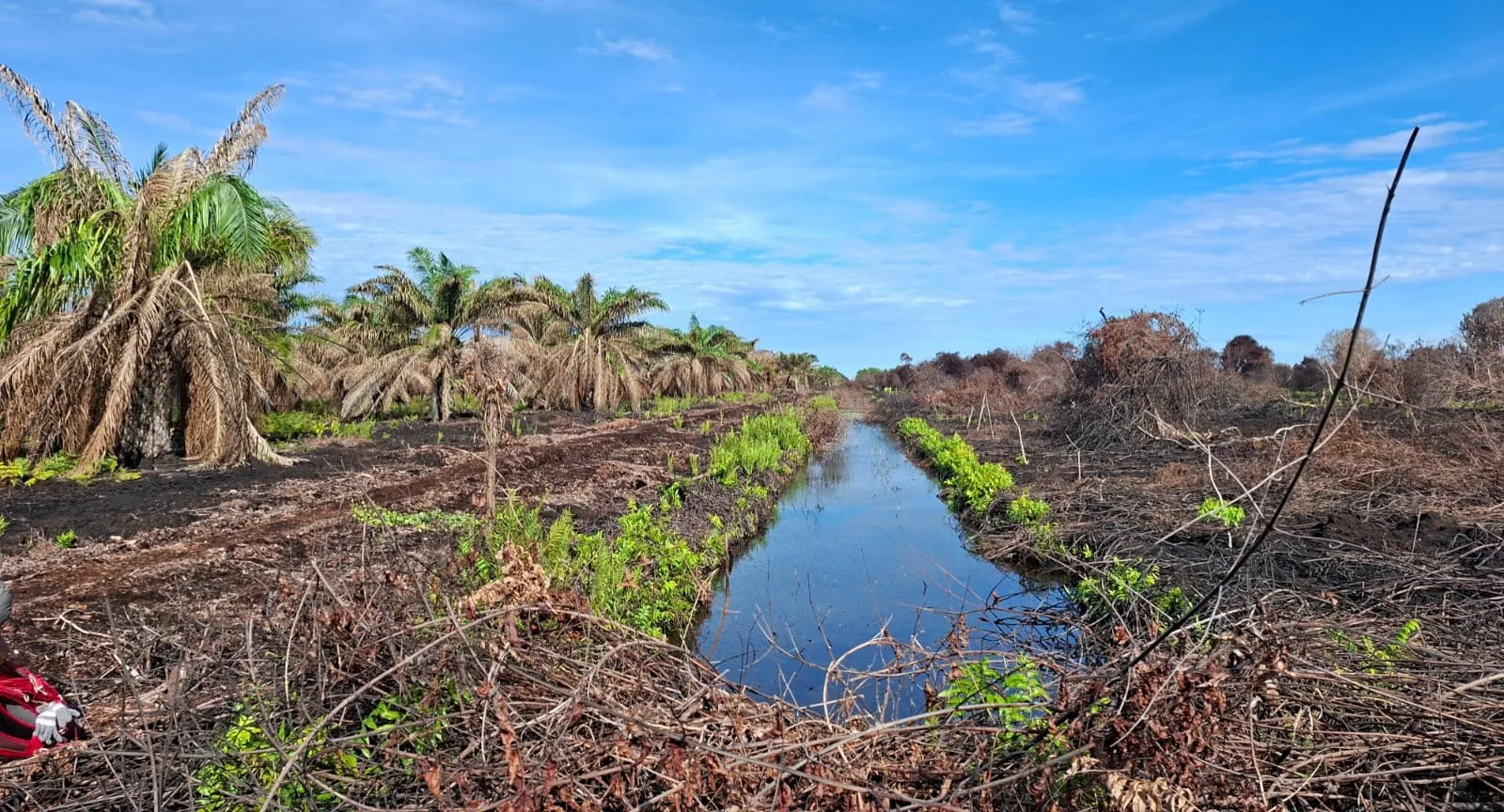 Penegakan Hukum Karhutla di Riau: Perusahaan Besar Lolos, Petani Kecil Jadi Tersangka