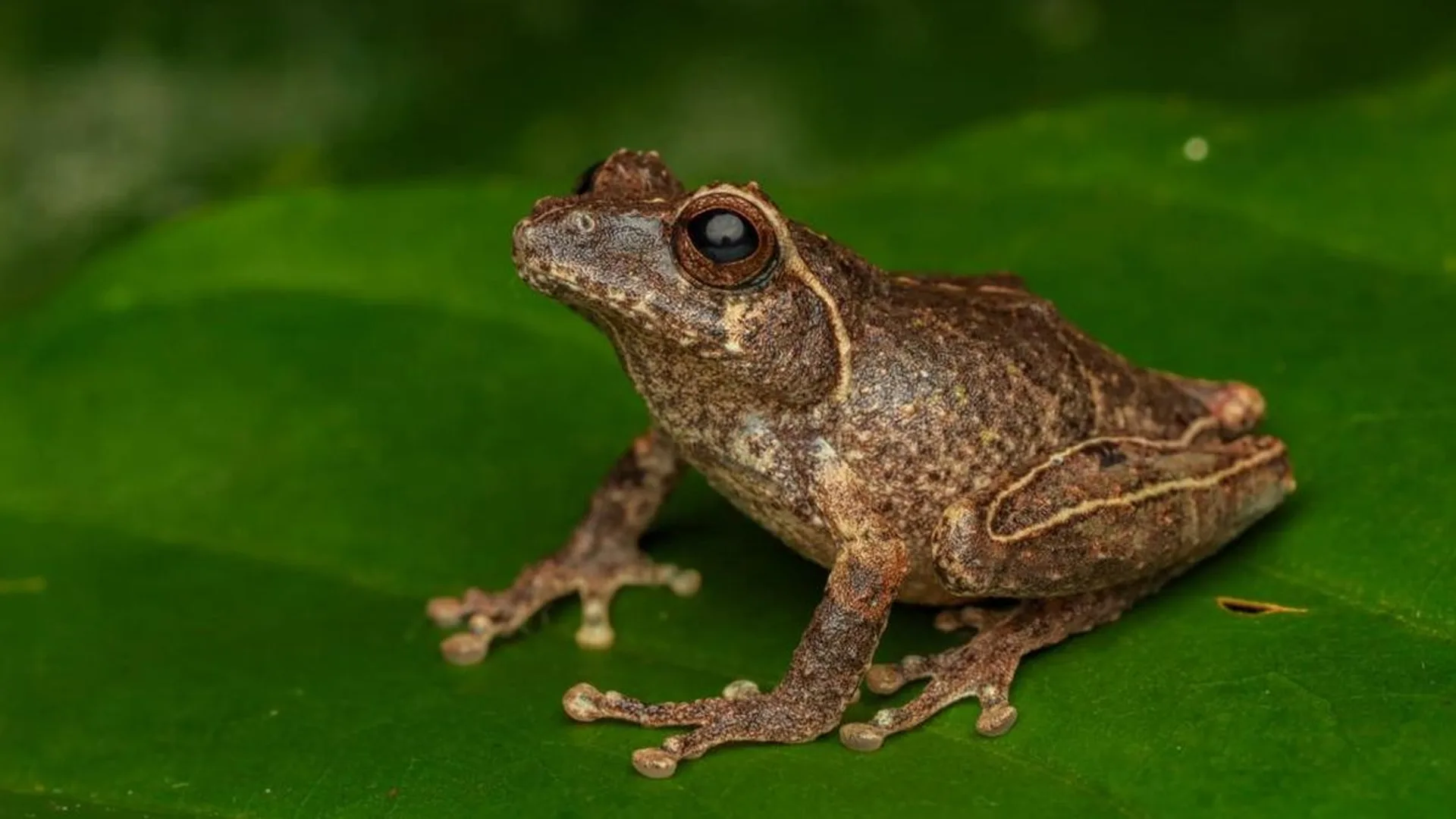 Katak Mungil Penghuni Serasah Merapi Dinyatakan sebagai Spesies Baru