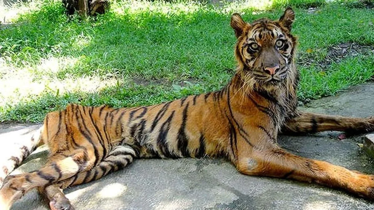 Foto Harimau Kurus Viral: Manajemen KBS Buka Suara soal Satwa Sumbangan dan Kasus Korupsi Rp10,2 M