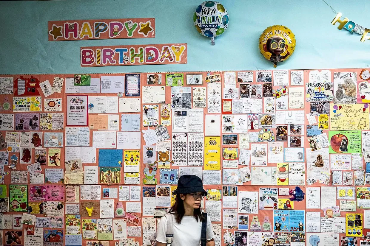 Punch, Monyet Kecil yang Mencuri Hati Dunia, Rayakan Ultah Pertama