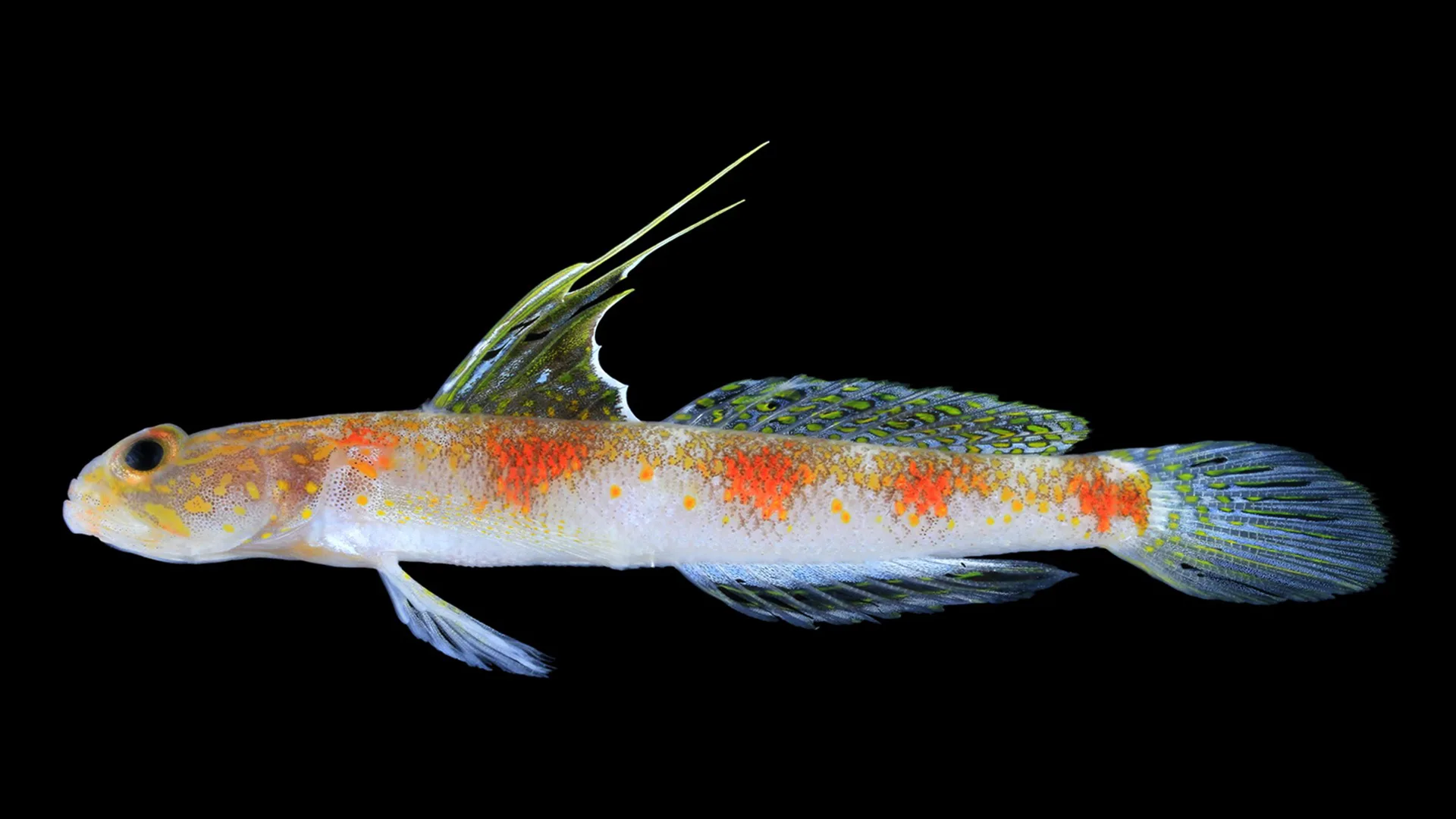BRIN Temukan Spesies Ikan Gobi Baru dari Banyuwangi, Bukti Kekayaan Laut Indonesia
