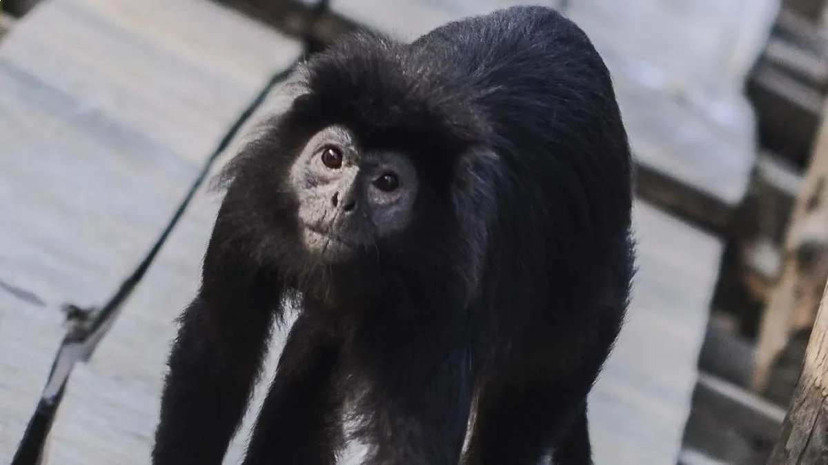 Lutung Jawa 'Momon' Diselamatkan, Kolaborasi Lintas Sektor Jadi Kunci