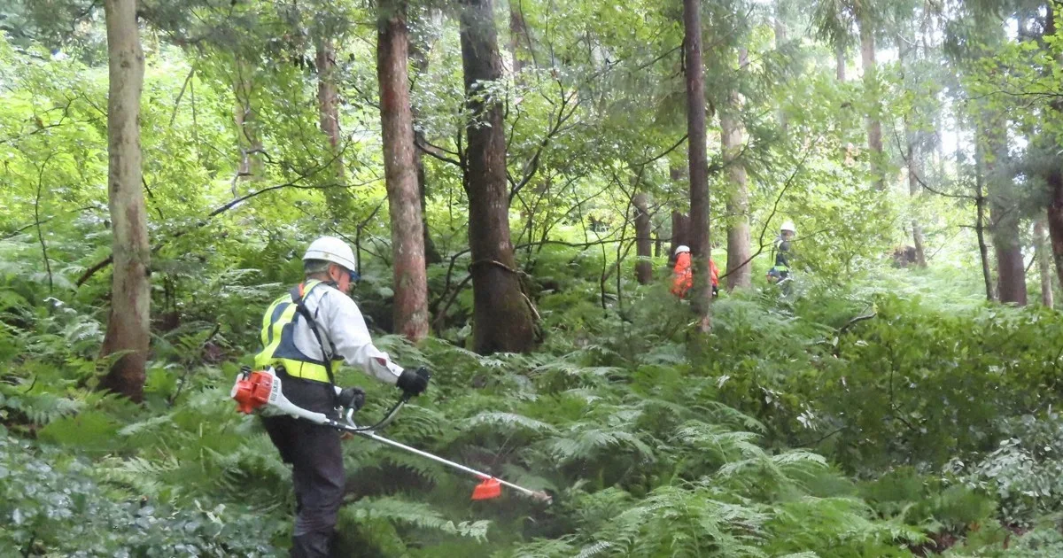 Jepang Bangun Zona Penyangga Hutan untuk Redam Konflik Manusia-Beruang: Pelajaran bagi Indonesia?