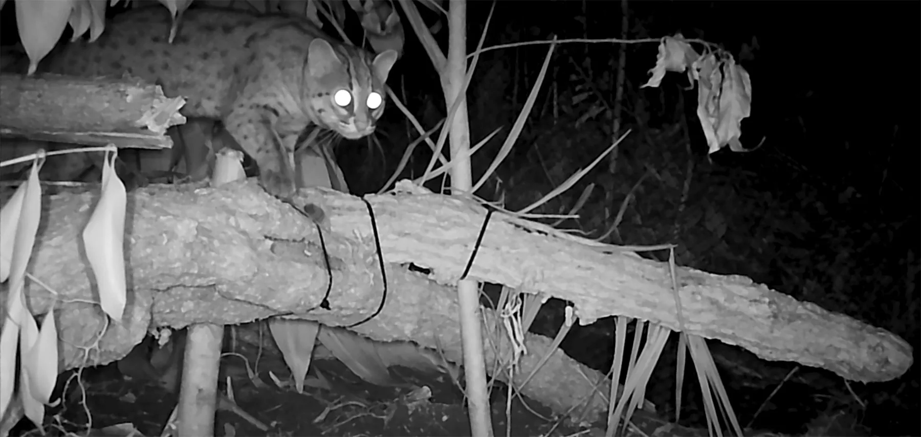 Setahun Rehabilitasi, Chiki Kucing Kuwuk Kembali Bebas ke Hutan