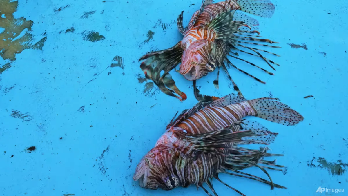 Laut Mediterania Memanas, Seribu Spesies Ikan Asing Menginvasi dan Menggusur Fauna Asli