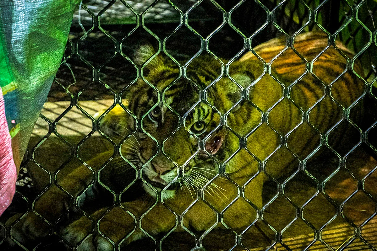 Lima Jam Berhadapan dengan Maut: Kisah Ranger Leuser yang Selamat dari Terkam Harimau Sumatera