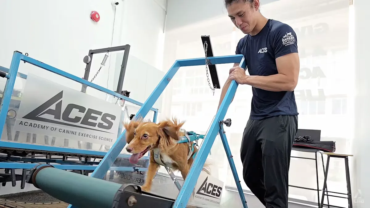 Gym Anjing di Singapura: Tren Kebugaran Kaninus yang Mengubah Cara Pandang Pemilik Hewan Peliharaan
