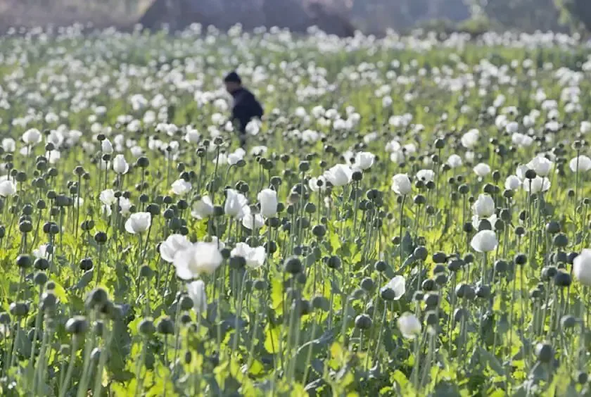 Gerebek Narkoba di Myanmar: 17,6 Kg Heroin dan Satu Juta Pil Ekstasi Disita
