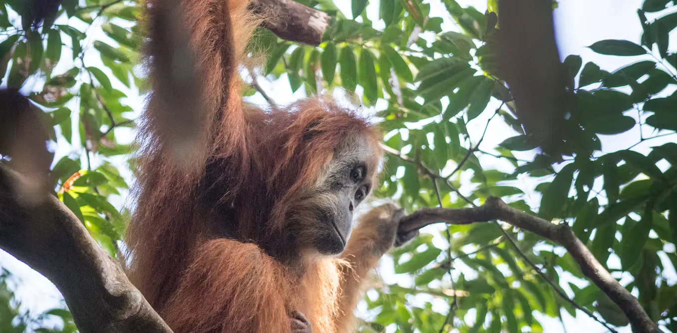 Ancaman Ganda di Batang Toru: Studi Baru Ungkap Nasib Orangutan Tapanuli yang Kian Terdesak