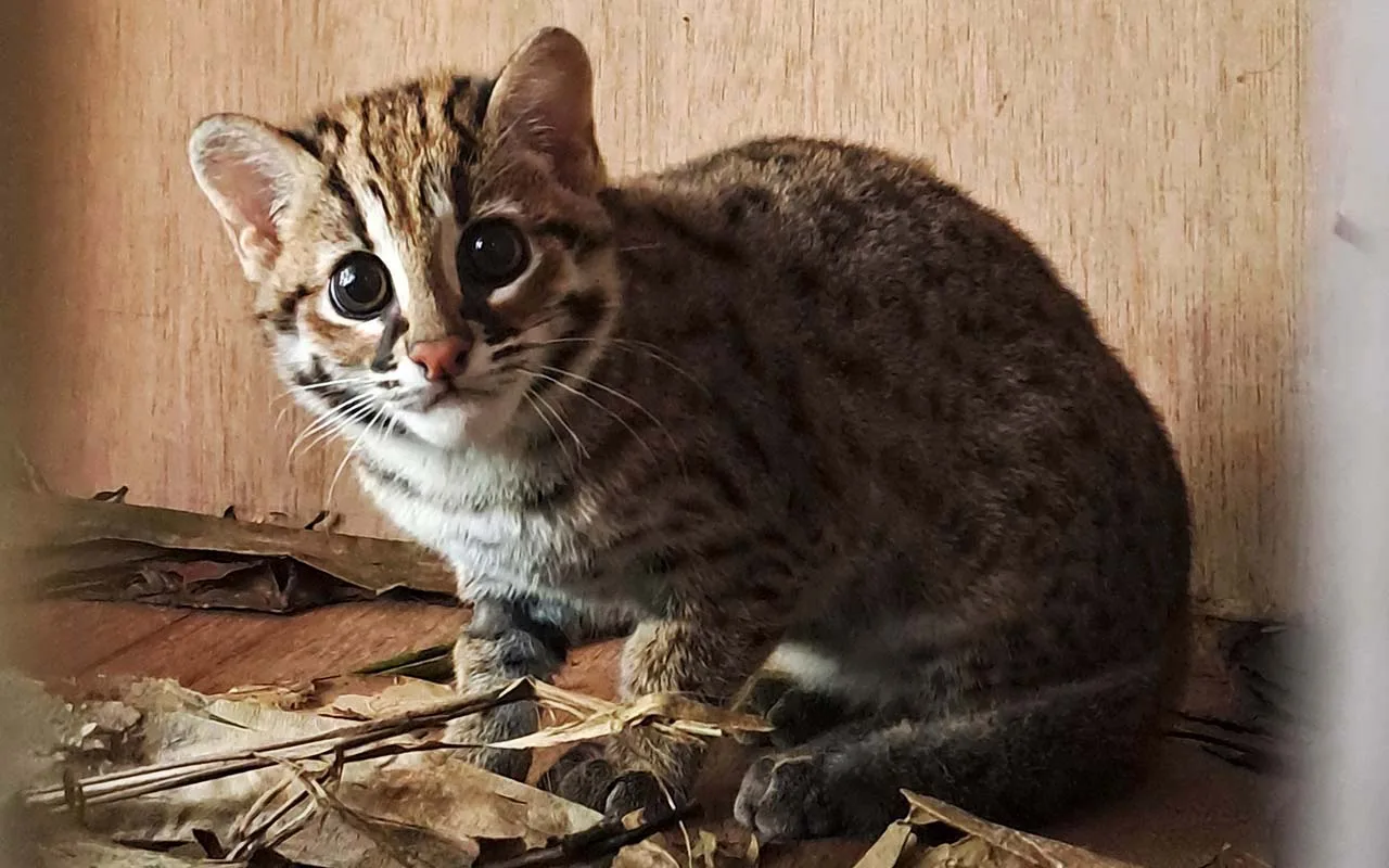 Kucing Kuwuk Chiki Dilepasliarkan di Cianjur: Mengapa Tak Sembarang Hutan Layak Jadi Rumah Baru?