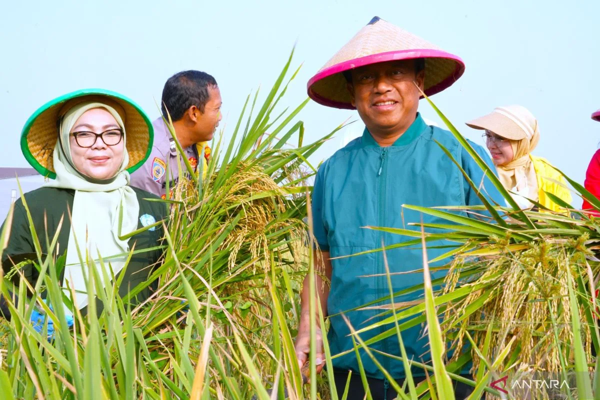 Panen 10 Ton Padi di Lahan Sempit Cakung: Bukti Urban Farming Bisa Perkuat Ketahanan Pangan Jakarta