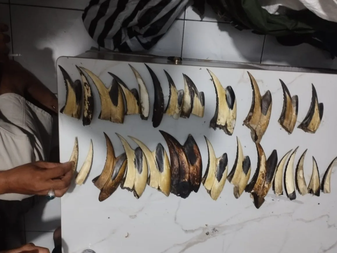 Jaringan Perdagangan Satwa Liar di Sumatera Barat Kian Terorganisir: 16 Paruh Rangkong dan 10 Kg Sisik Trenggiling Disita